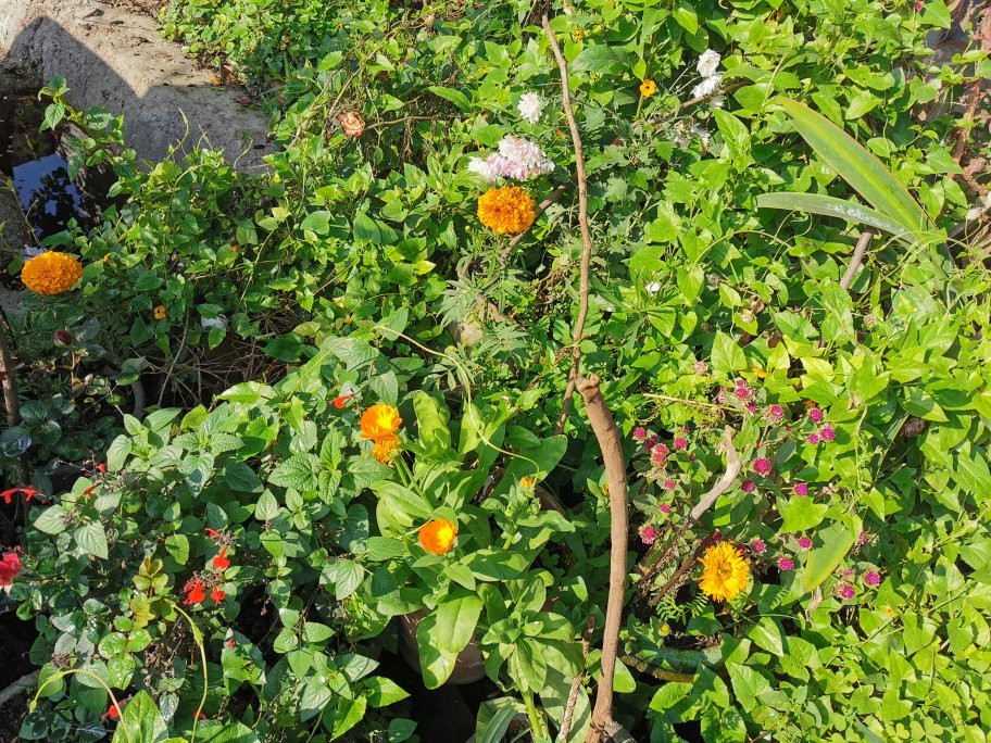 Zorba the Buddha主图