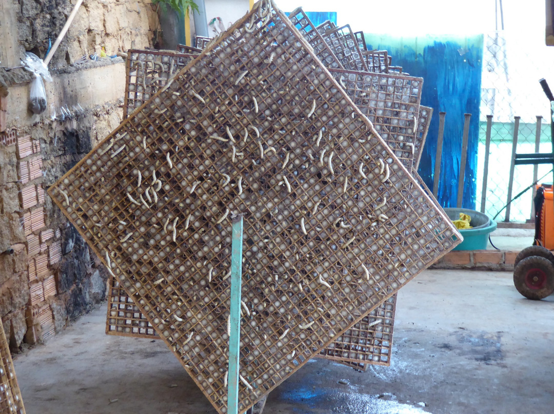 Thien An Cricket Farm-Lam Dong必去景点