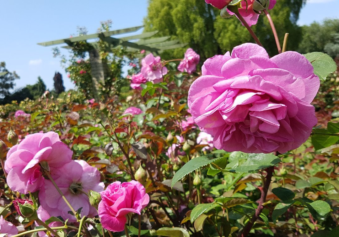 Dugald MacKenzie Rose Garden-北帕墨斯顿必去景点