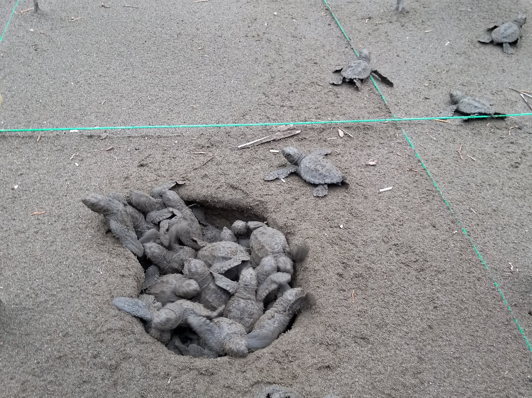 Ecolodge El Almejal主图