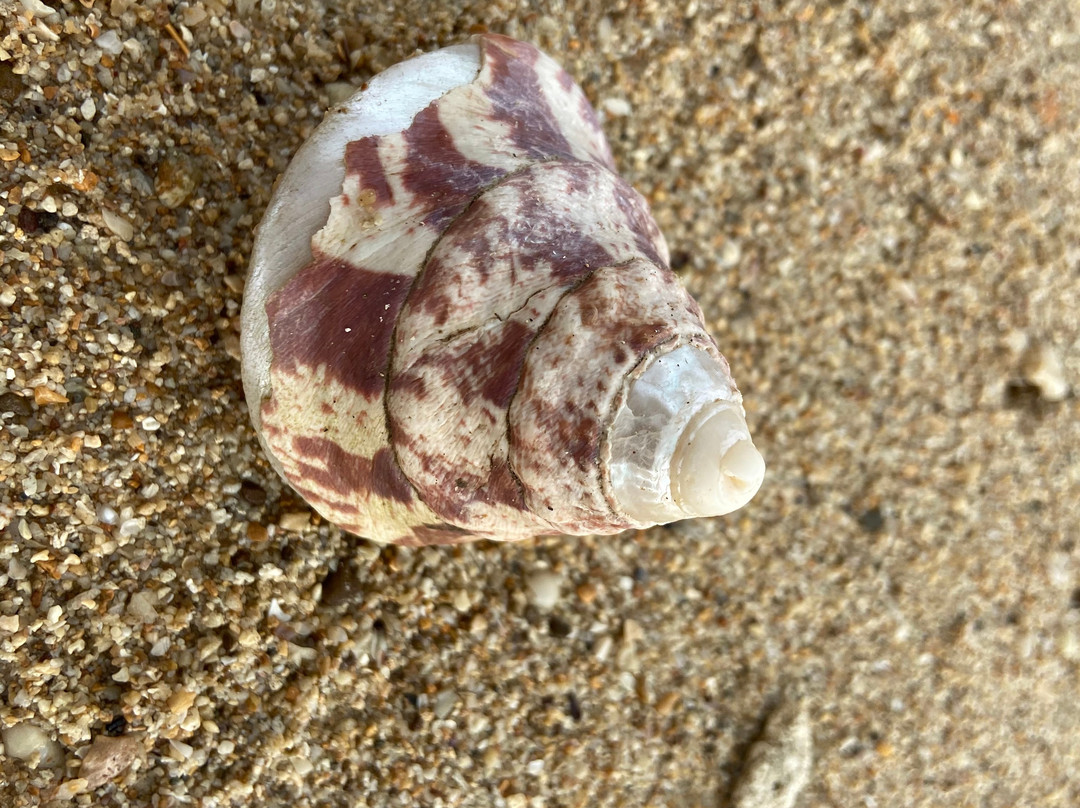 North Bay Island Andaman-布莱尔港必去景点