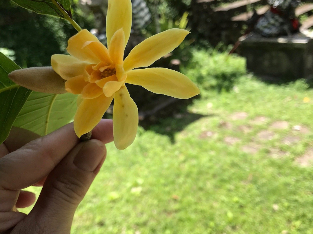 Tai Chi Bali Healing Arts Centre-Kediri必去景点