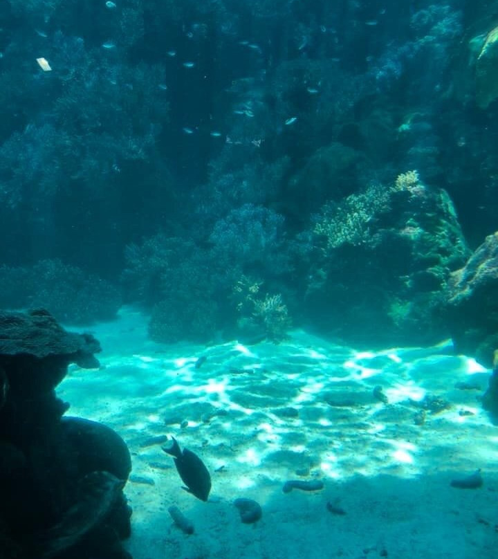 Great Barrier Reef Aquarium-汤斯维尔必去景点