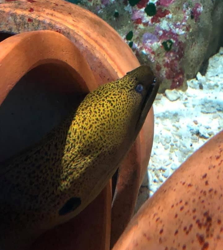 Great Barrier Reef Aquarium-汤斯维尔必去景点