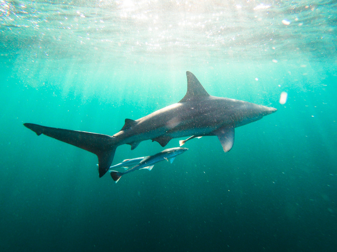 Wetu Safaris-Umkomaas必去景点