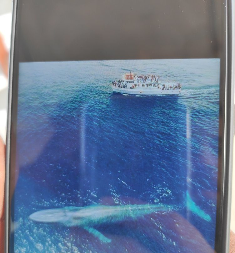 Island Breeze Taxi-Ceiba必去景点