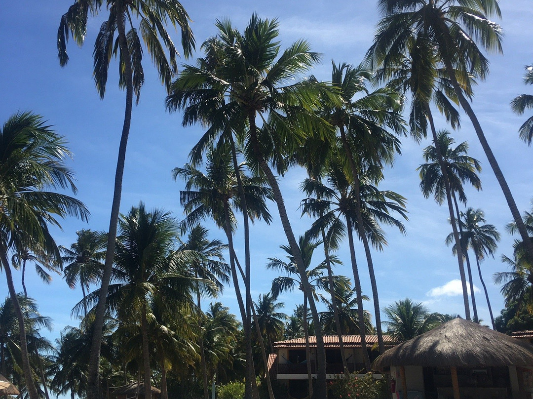 Bitingui Beach-Japaratinga必去景点