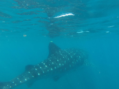 Big Fins Dive Center-San Jacinto必去景点