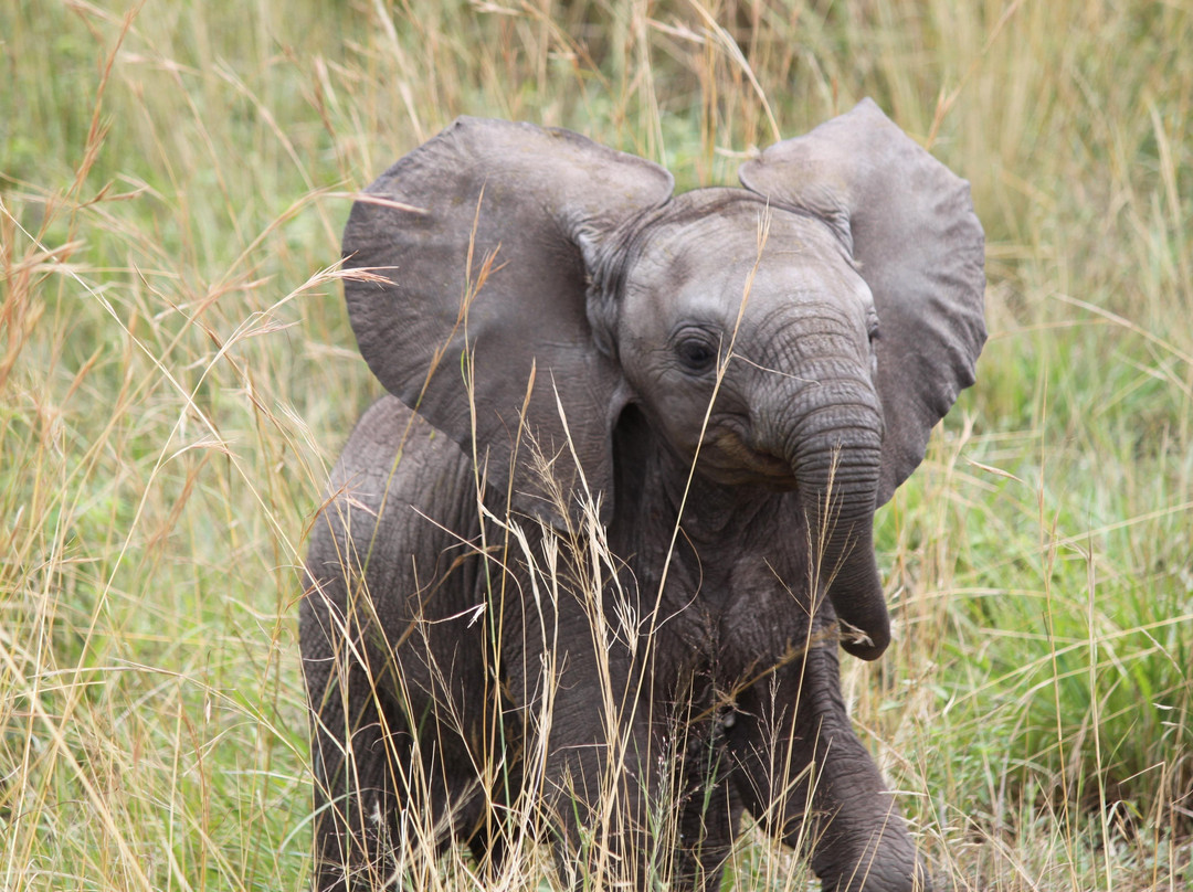 Max Tours and Travel-Mara North Conservancy必去景点