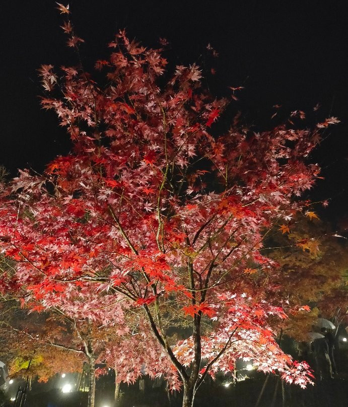 Tsukinoishi Momiji Park-长瀞町必去景点