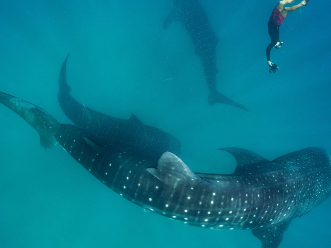 South Mafia Island Whale Shark Safari景点图片