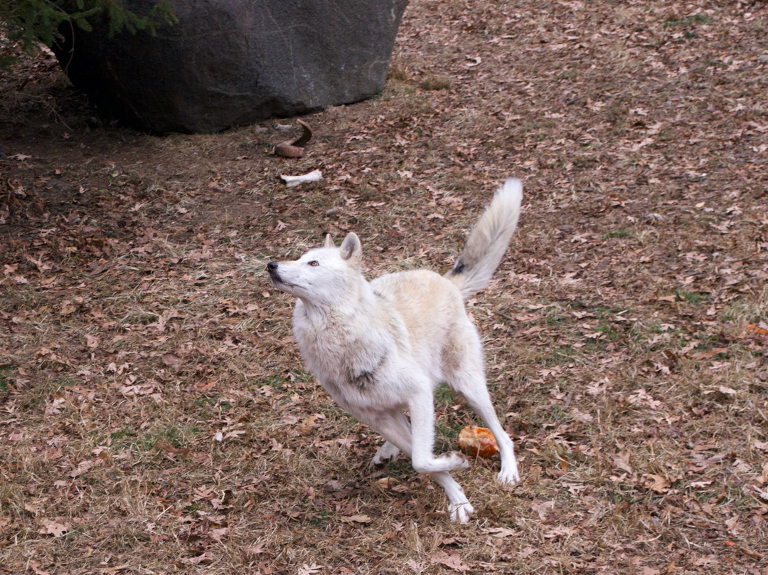 Wolf Conservation Center-South Salem必去景点