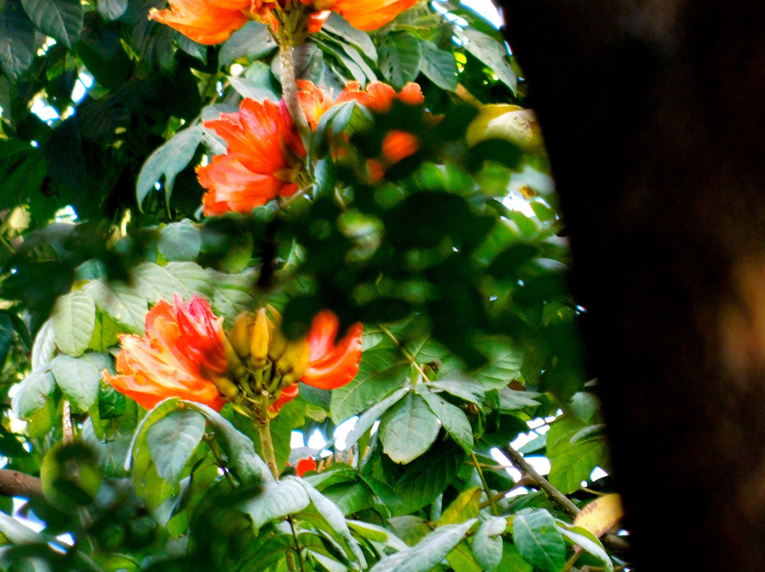 The Yash Resort主图