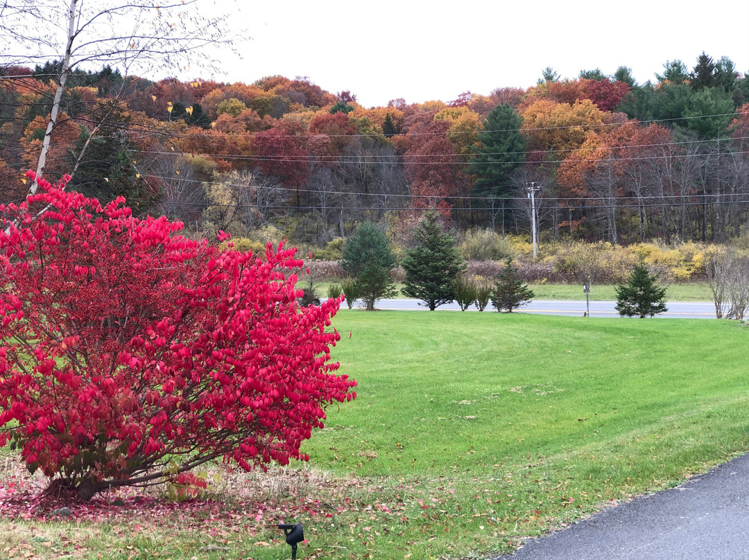 Elm Tree Motel主图