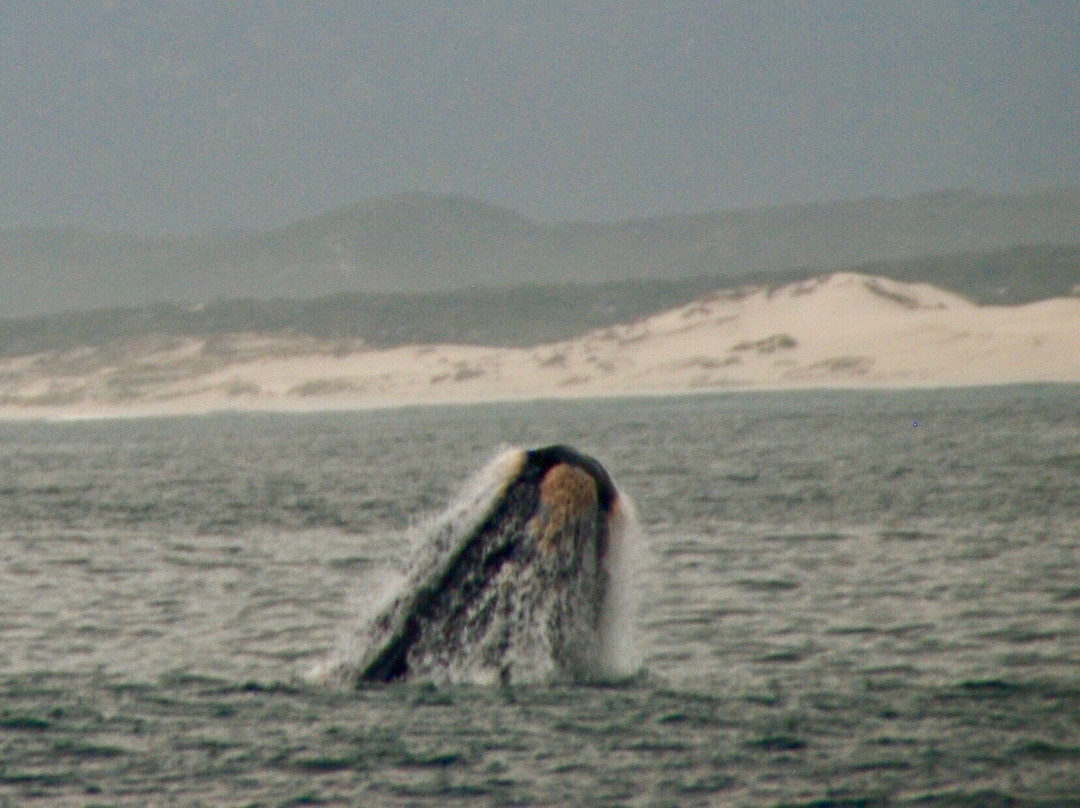 Ivanhoe Sea Safaris-干斯拜必去景点