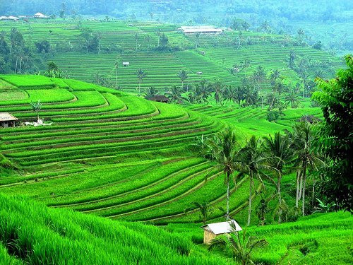 Sawah Bali