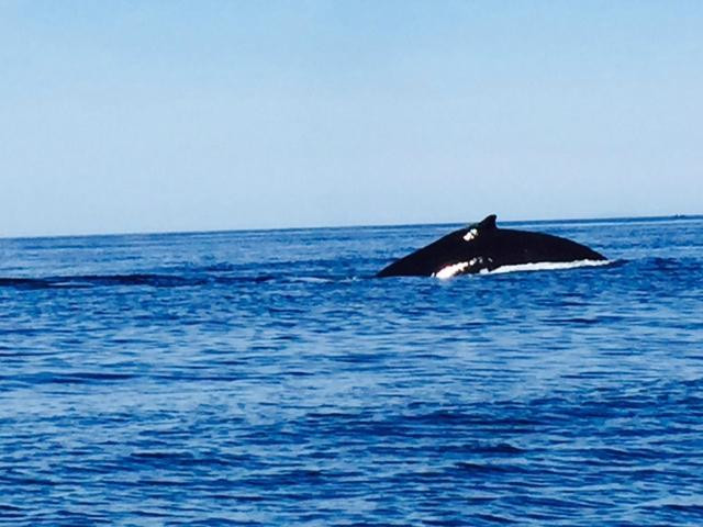 Mingan Island Cetacean Study Research Station