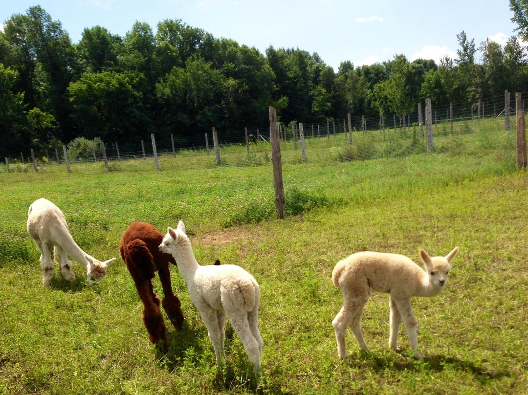 Alpagas Brise Des Champs-Mirabel必去景点