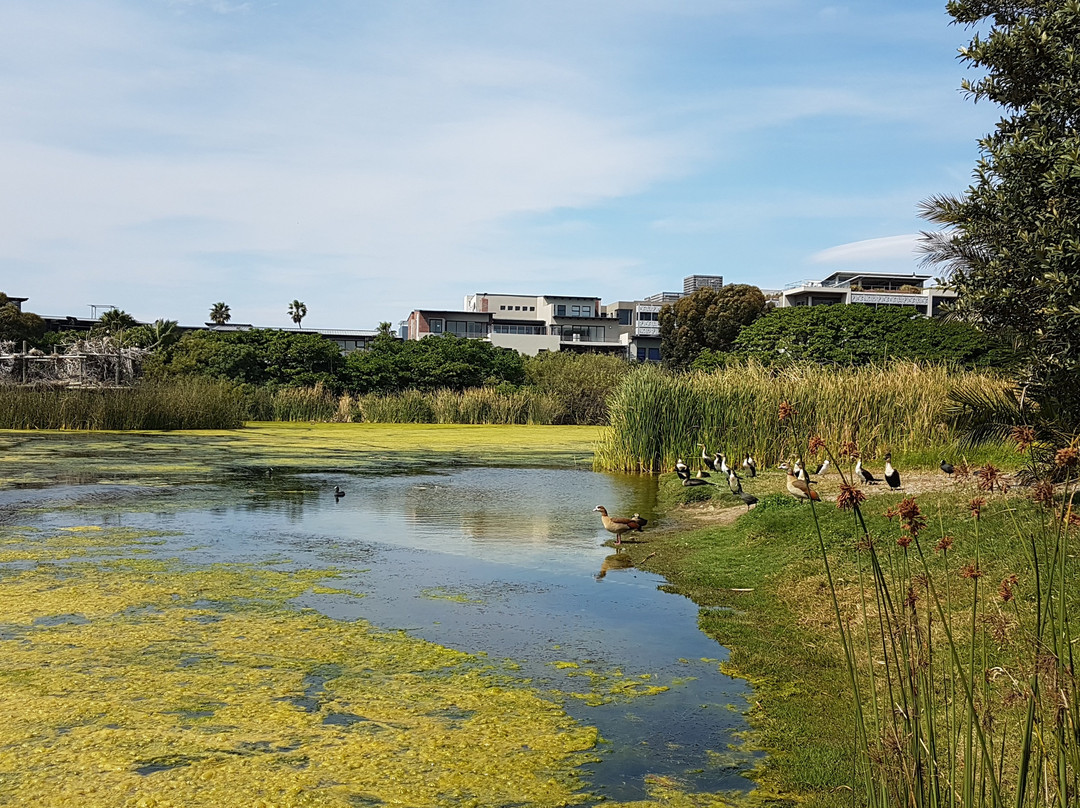Intaka Island-开普敦中心区必去景点