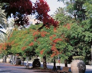 Rambla de Santa Cruz-圣克鲁斯-德特内里费必去景点