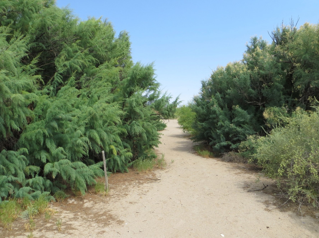 Mesilla Valley Bosque State Park景点图片