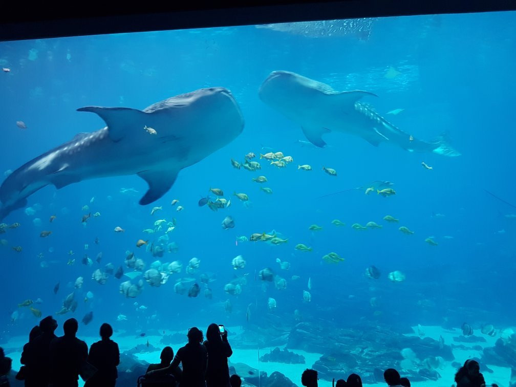 乔治亚水族馆景点图片