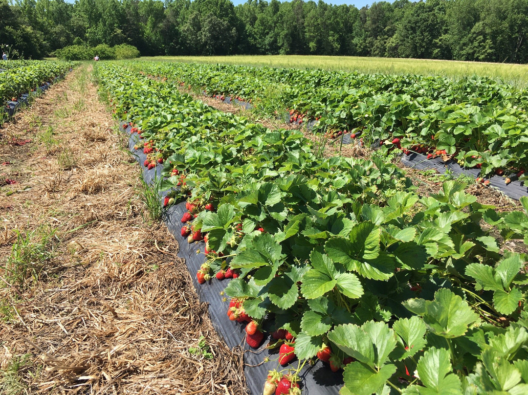 Bowling Green旅游景点-Mt. Olympus Farm