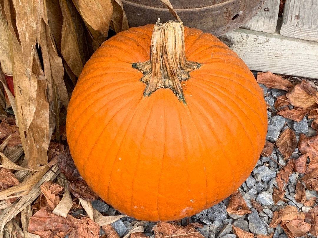Alewine Pottery-盖林柏格必去景点