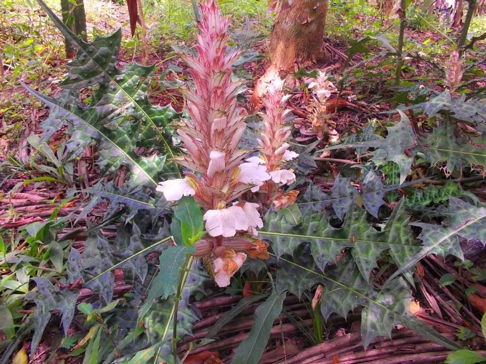 Jardin Botanico Bio-Kuka-Pucallpa必去景点