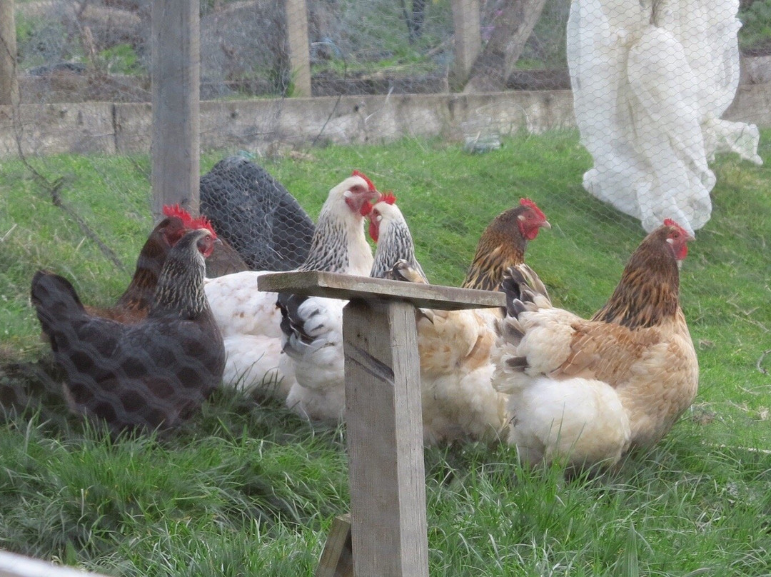 House on the Hill Country Bed and Breakfast主图