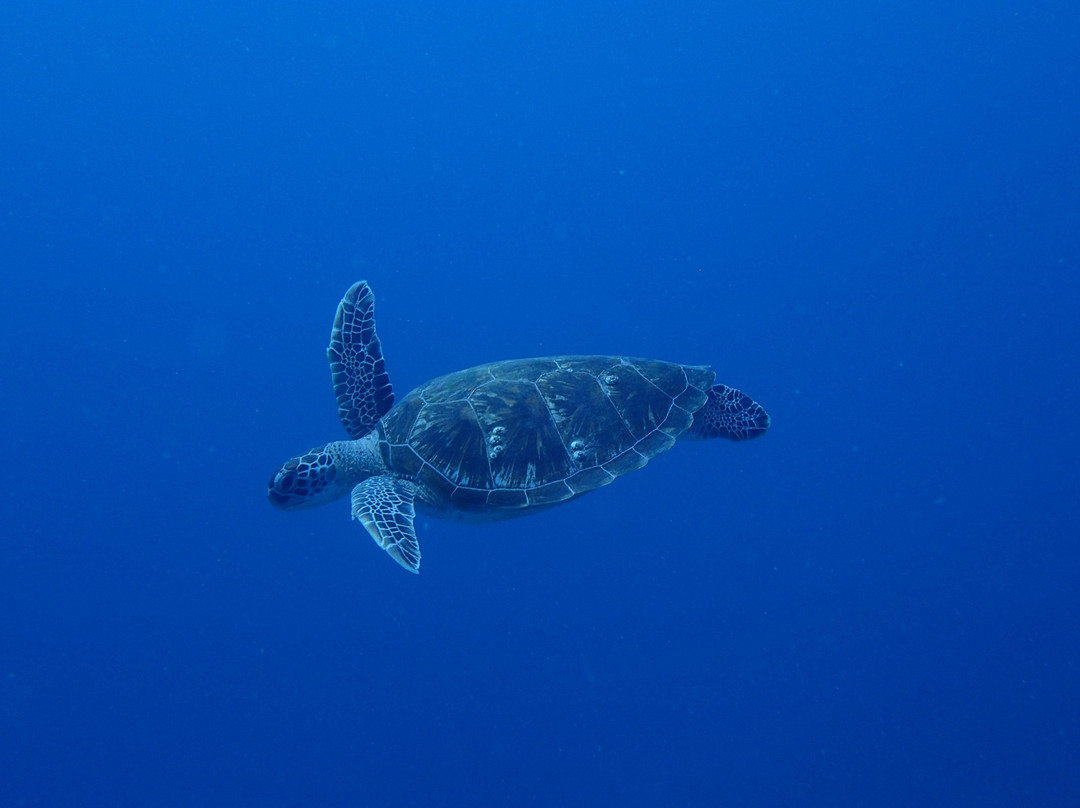 Blue Water Diving Centre-卓欧毕雪必去景点