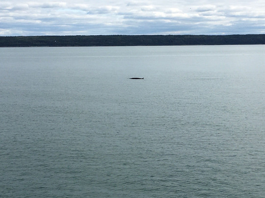 Excursions en Mer Baie de Tadoussac Day Tours-泰道沙克必去景点