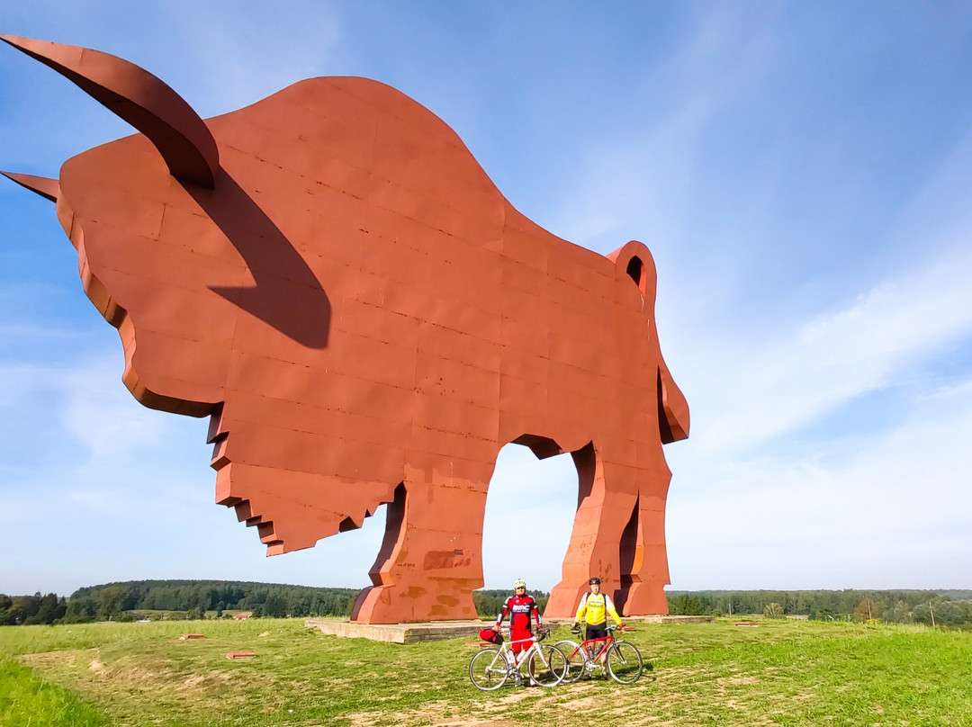 Bison on Route Brest - Minsk-布雷斯特必去景点