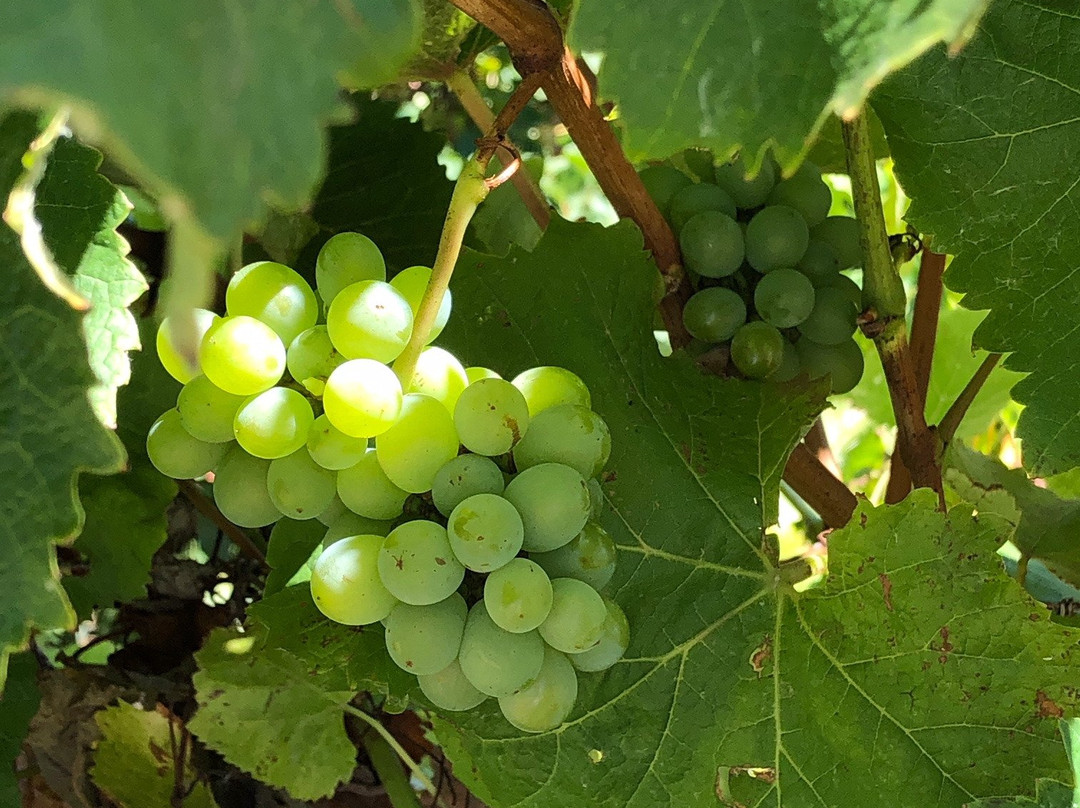 Stormflower Vineyard-Wilyabrup必去景点