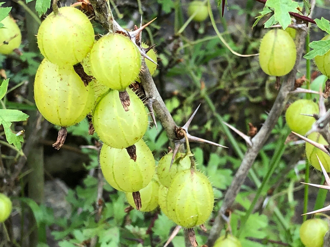Lambhill Stables-格拉斯哥必去景点