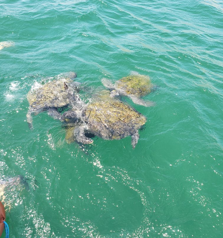 Nuro beach-Organos必去景点