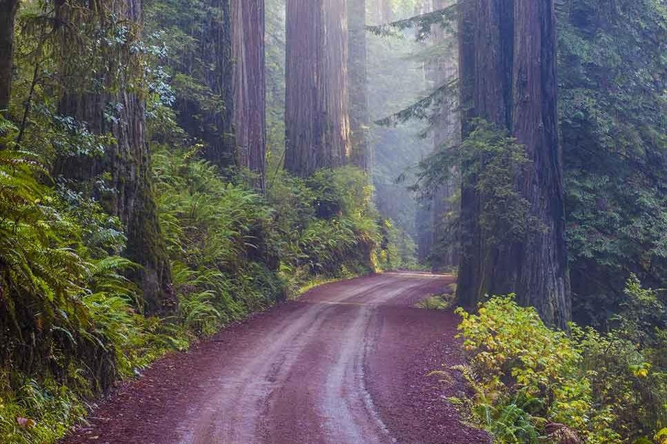 Redwood Eco Ebike Tours-克雷森特城必去景点
