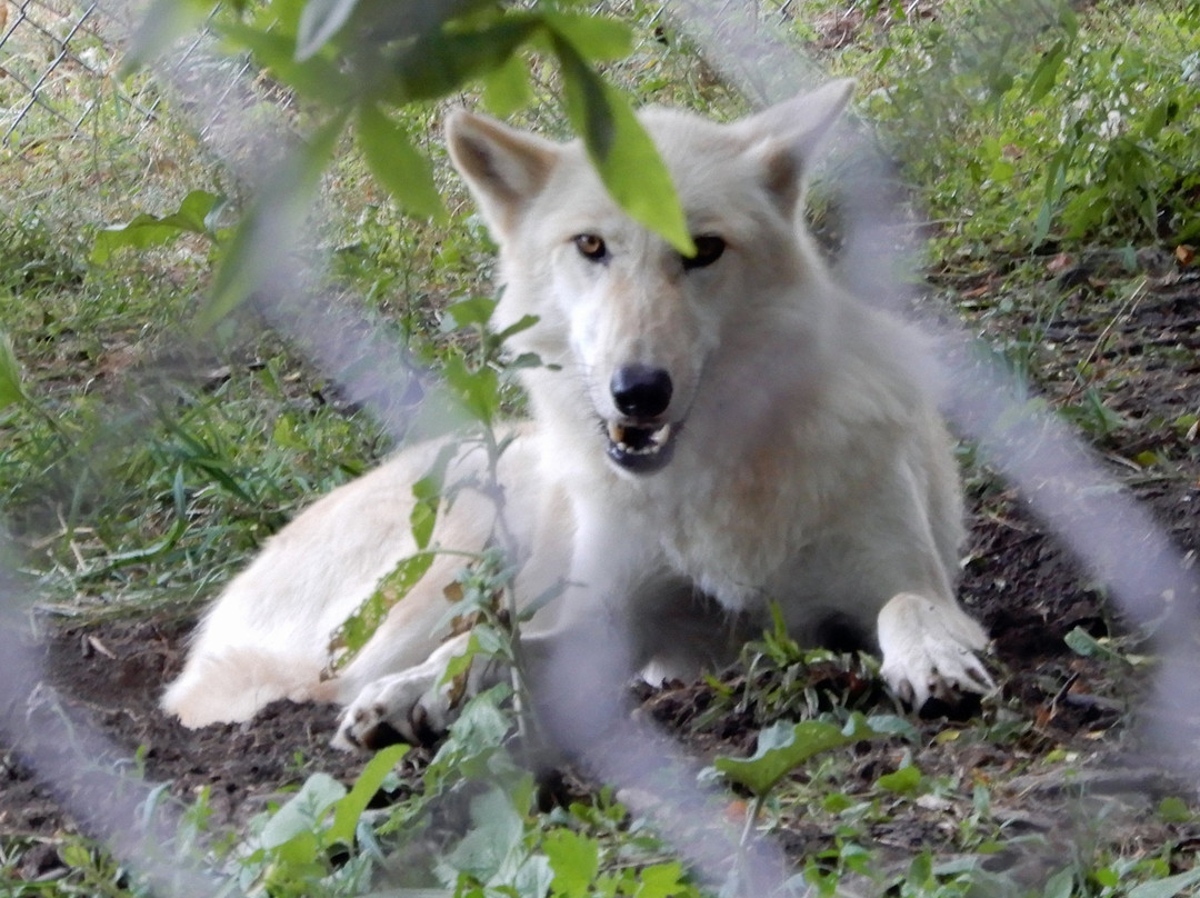 New York State Zoo at Thompson Park-Watertown必去景点