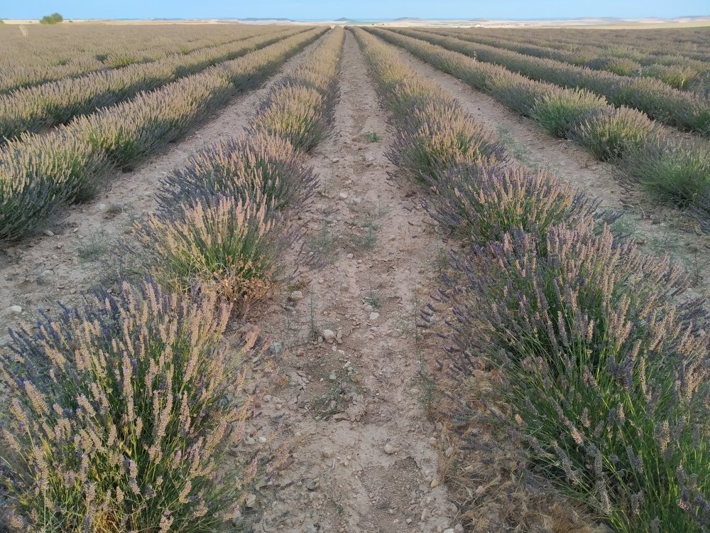 centro de interpretación de la lavanda Tiedra de Lavanda景点图片