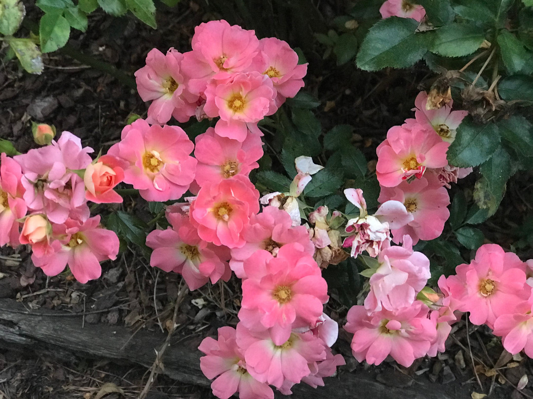 Icehouse Amphitheater-列克星敦必去景点