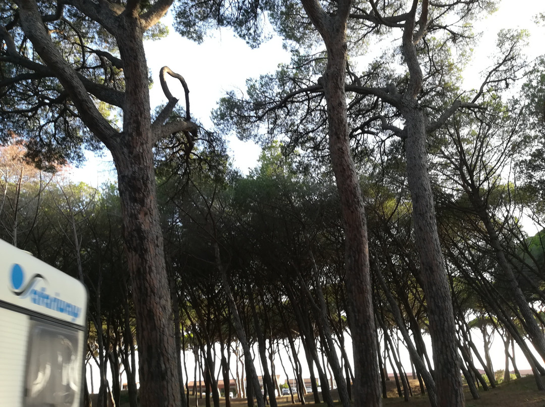 Riserva Naturale Scarlino景点图片