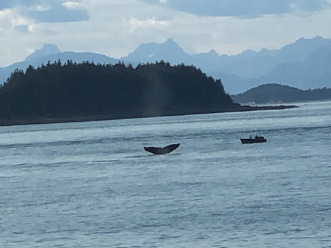 Whale Watching and Wildlife Tours-朱诺必去景点