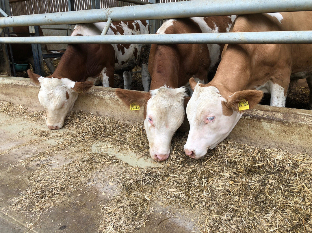 Ferienhof Bettmann主图