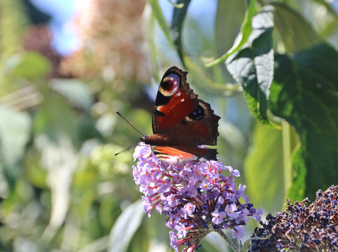 Dünenspaziergänge-斯匹科罗格必去景点