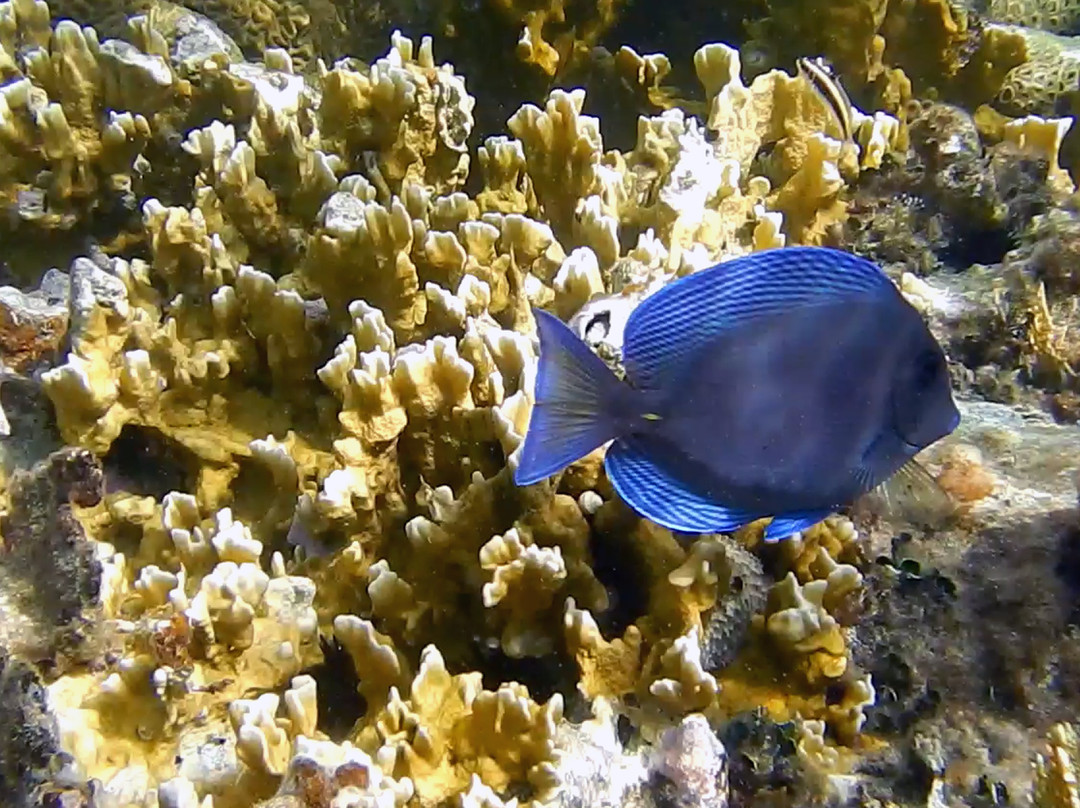 Paradise Cove Beach Resort主图