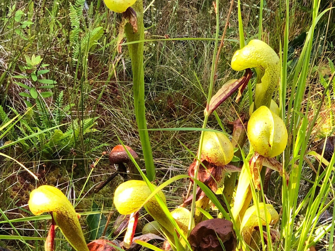 Darlingtonia State Natural Site-弗洛伦斯必去景点
