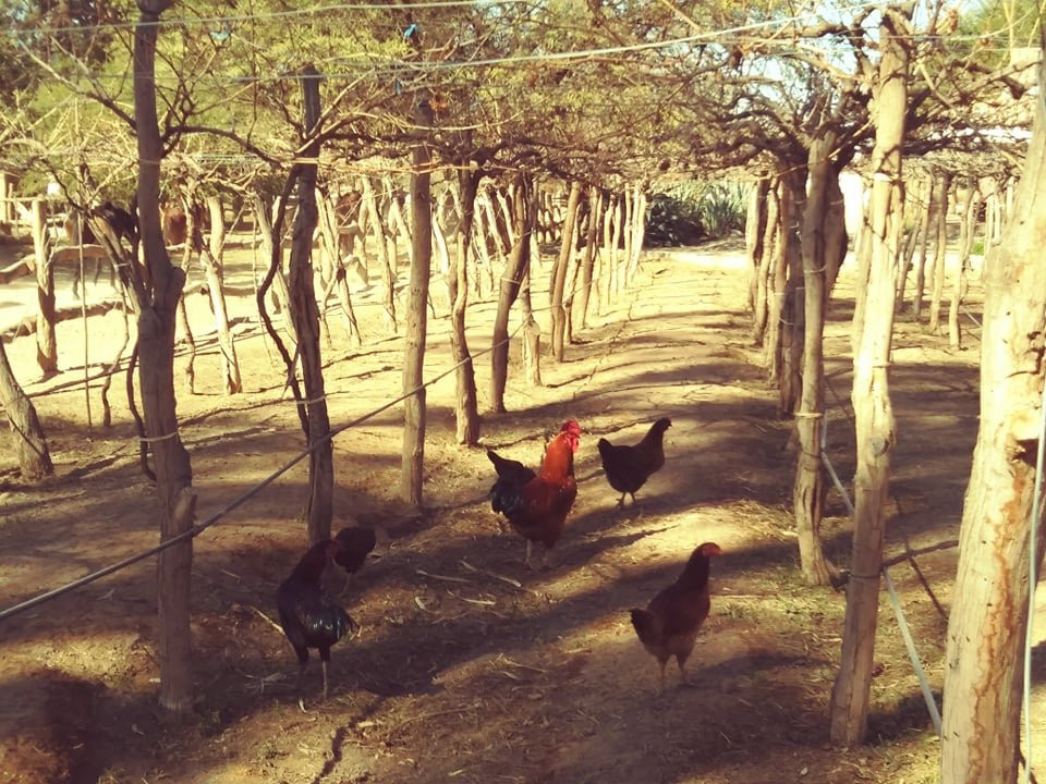 La Vaca Tranquila主图