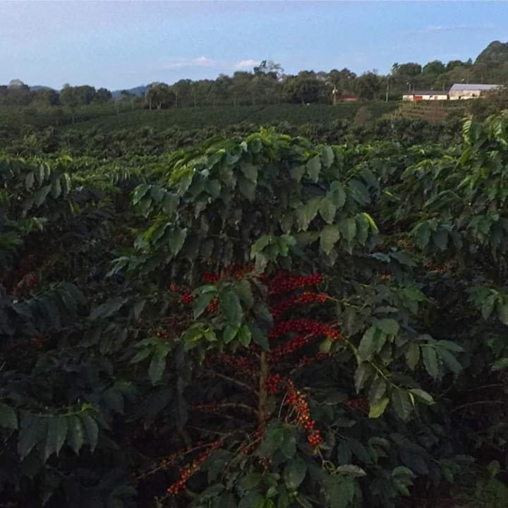 Hacienda La Gaviota-Chinchina必去景点
