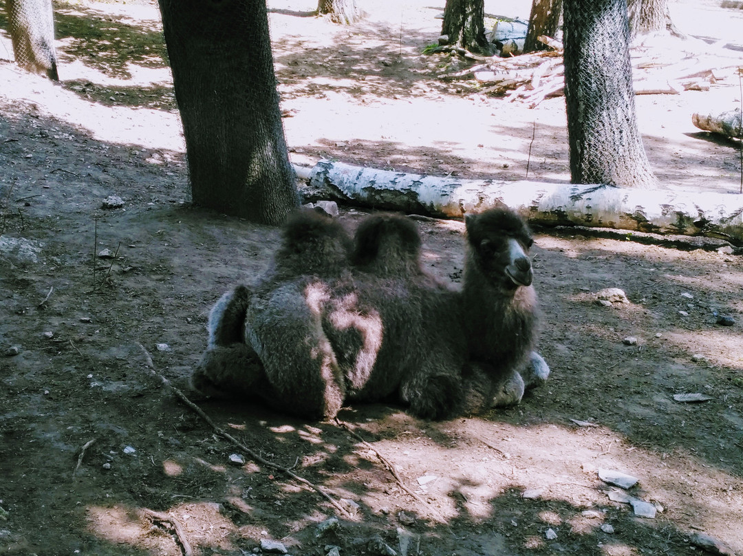 Chisinau Zoo景点图片