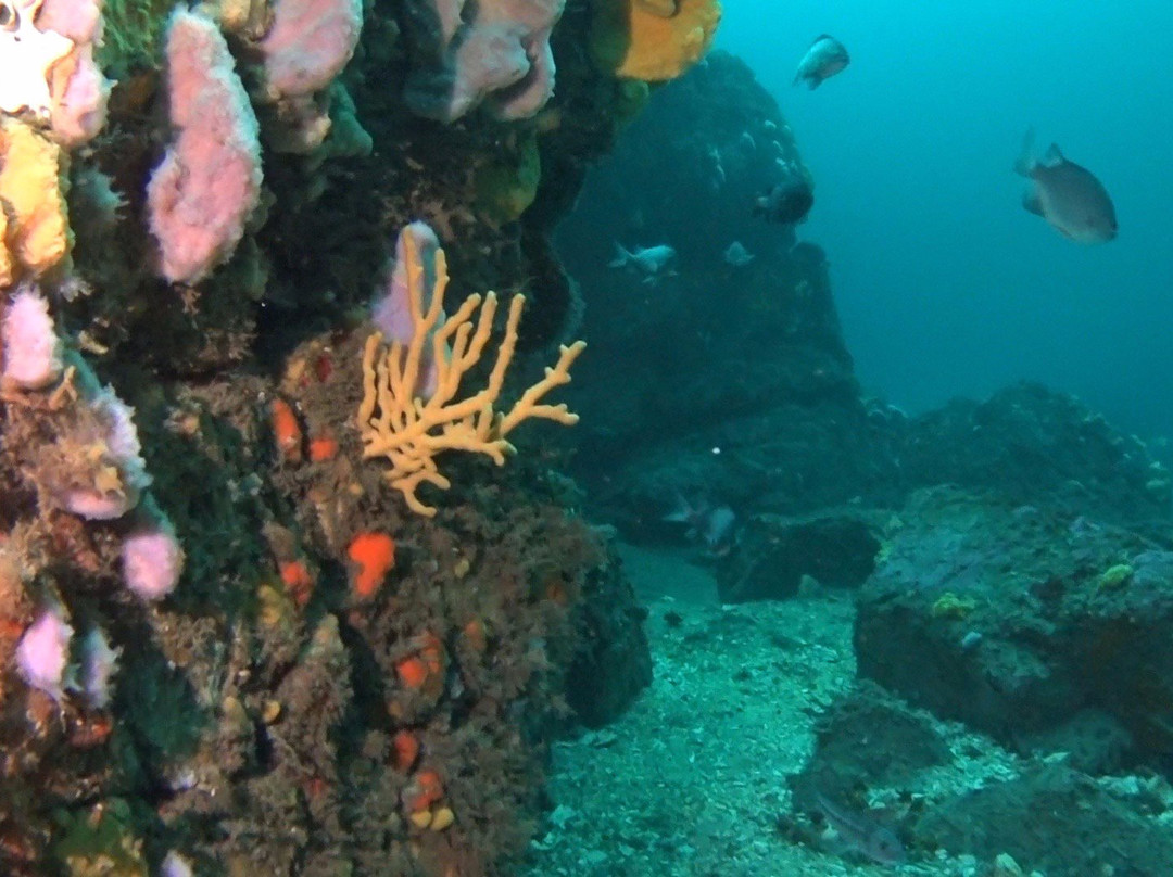 Scuba Adventure-Los Molles必去景点